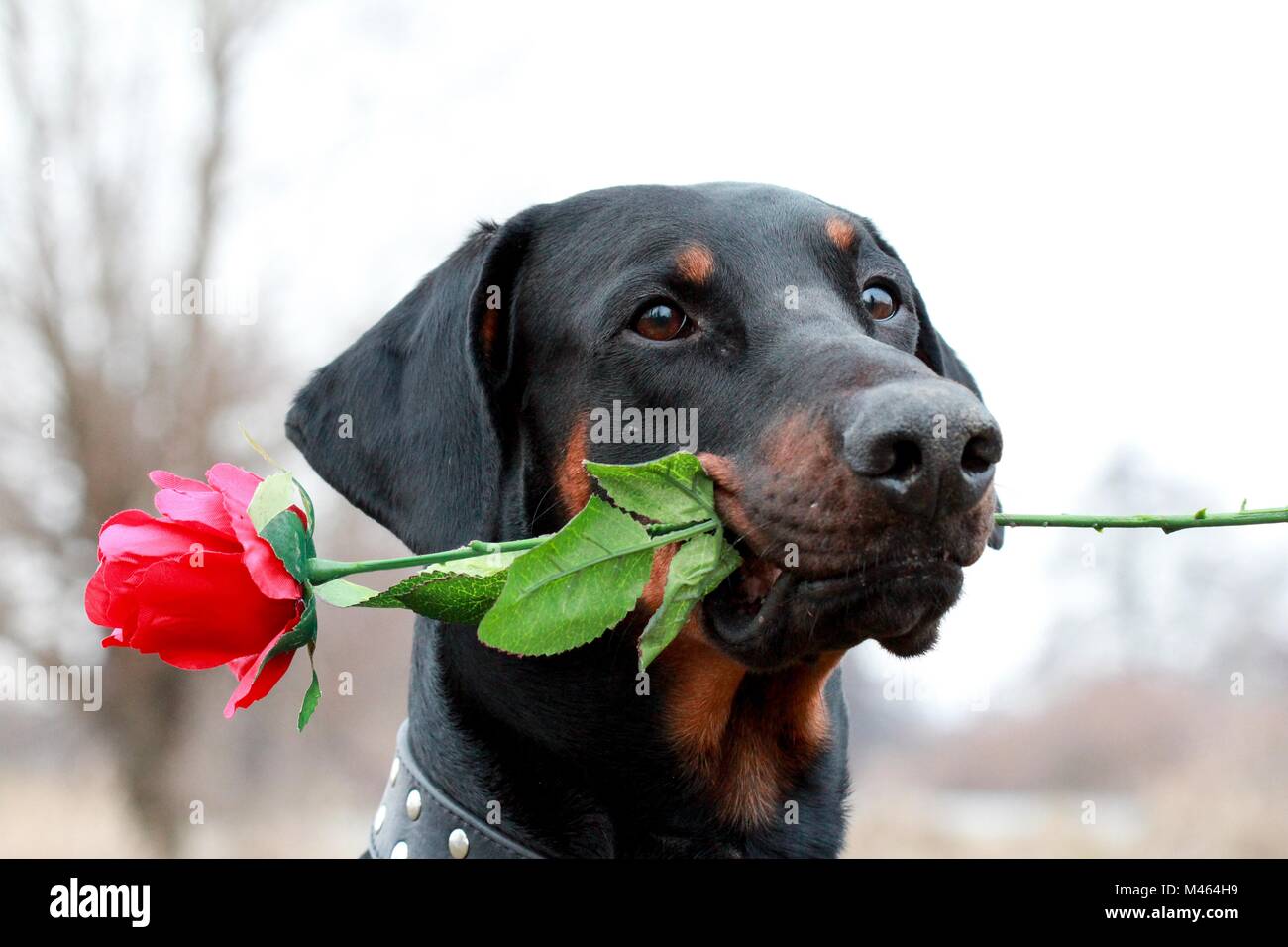 Doberman dog with rose Stock Photo