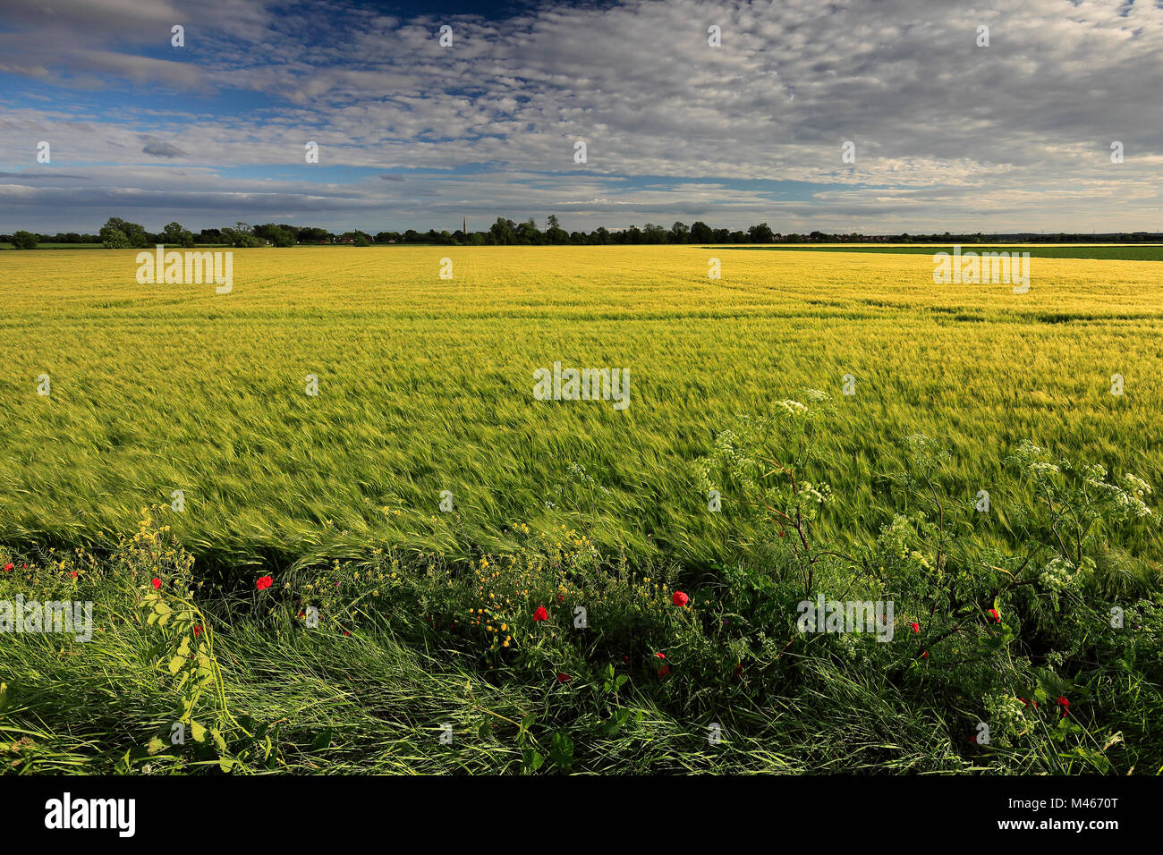 Summer barley crop in a Fenland Field, Wisbech town, Cambridgeshire, England, UK Stock Photo