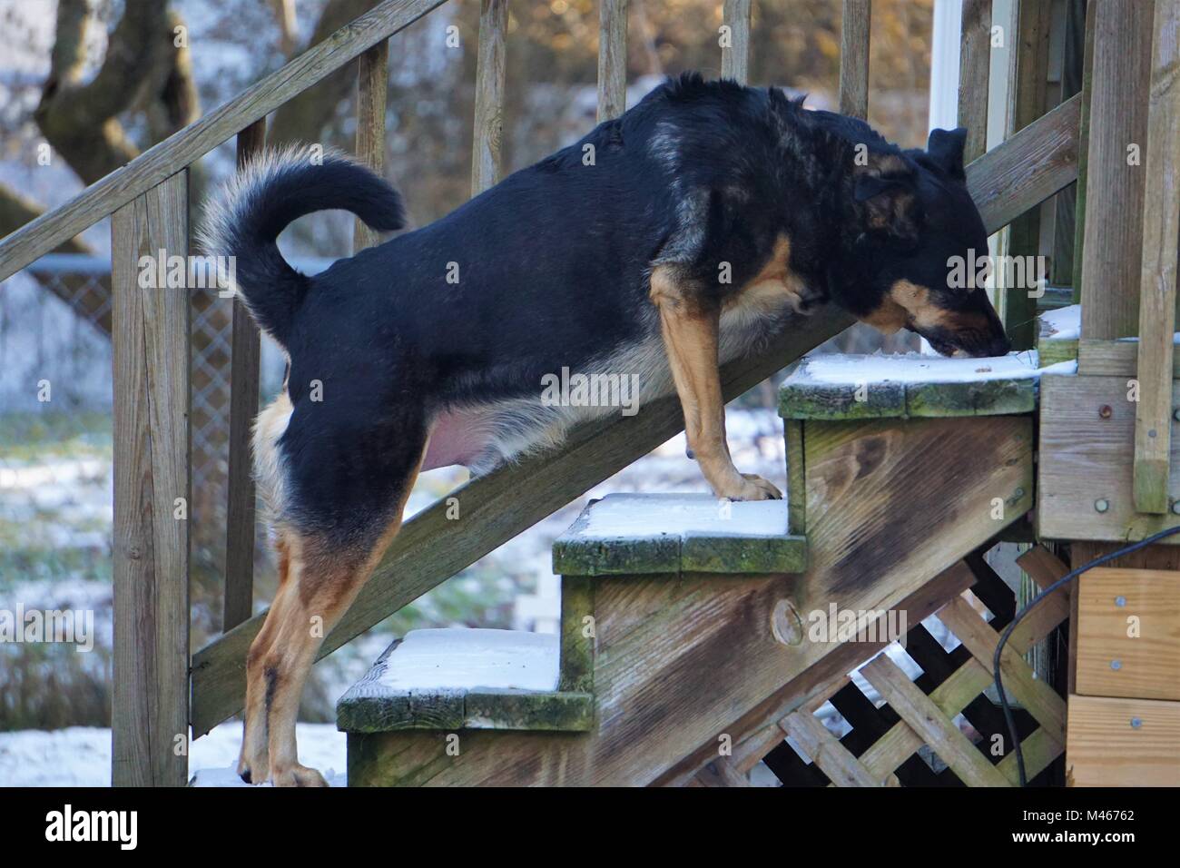 Shepherd Dog Eating Snow Stock Photo Alamy