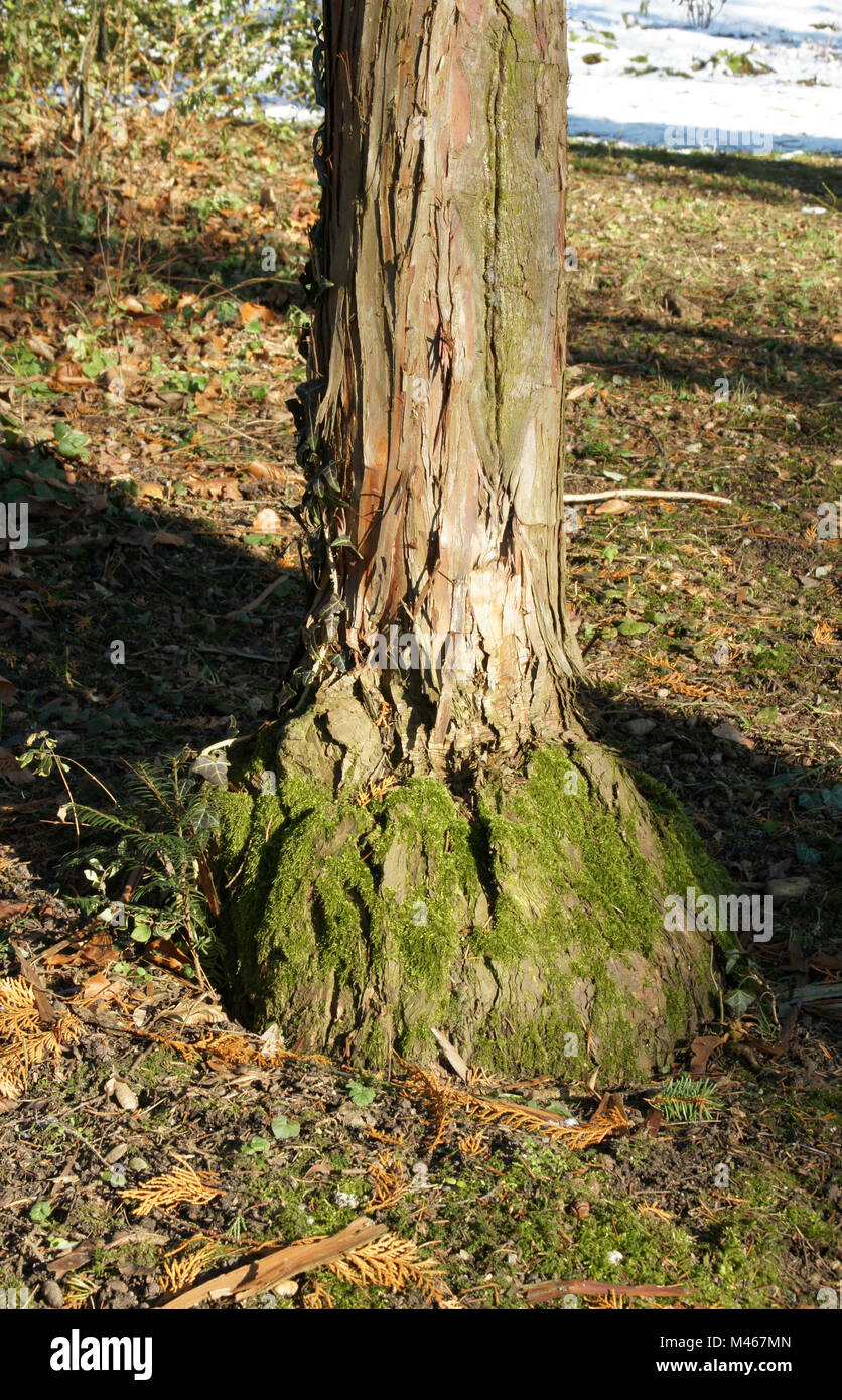 Chamaecyparis obtusa, Japanese Cypress, grafting Stock Photo