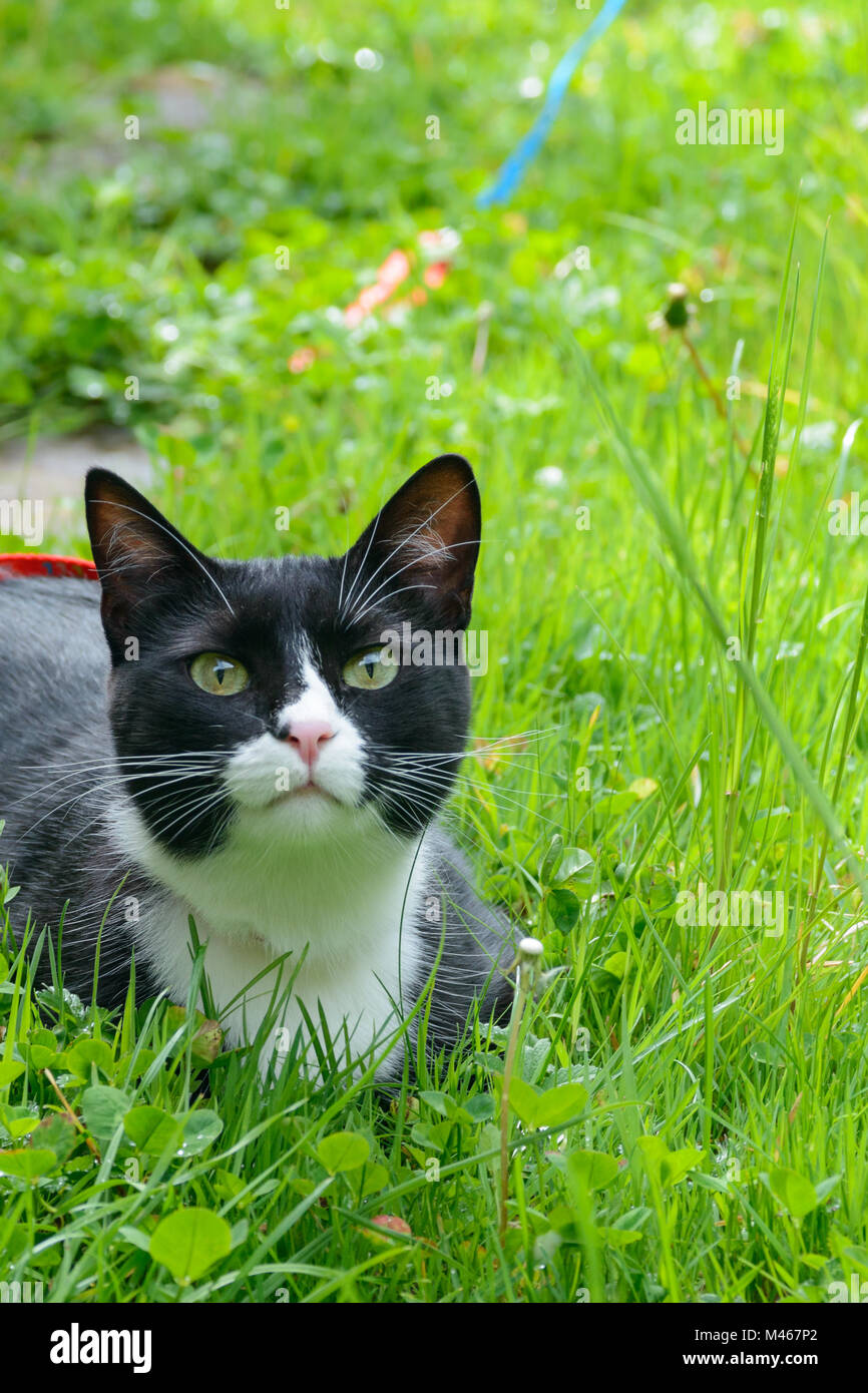 Nice black and white cat playing in the green grass Stock Photo - Alamy