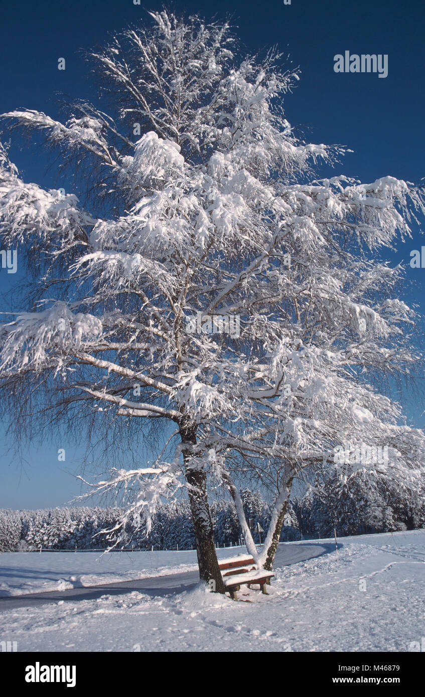 schneebedeckter Baum (eigentlich 2 Birken), dazwischen eine Bank, (Winterlandschaft bei Pirach) * bench under snowcovered trees (birches) at roadside Stock Photo