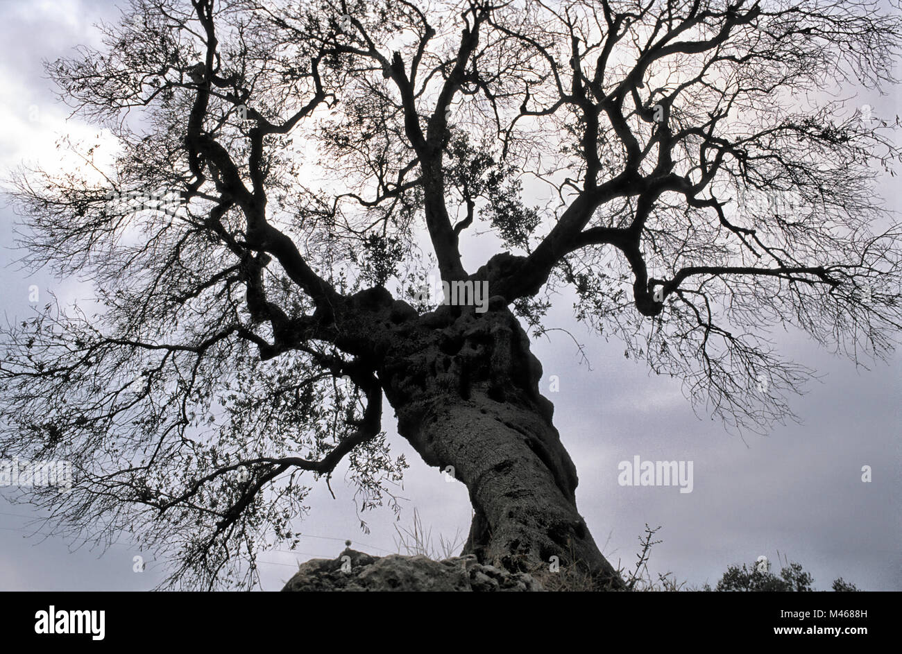 alter knorriger entlaubter Oliven-Baum als Silhouette gegen Himmel * old olive tree, dormant, against cloudy sky Stock Photo