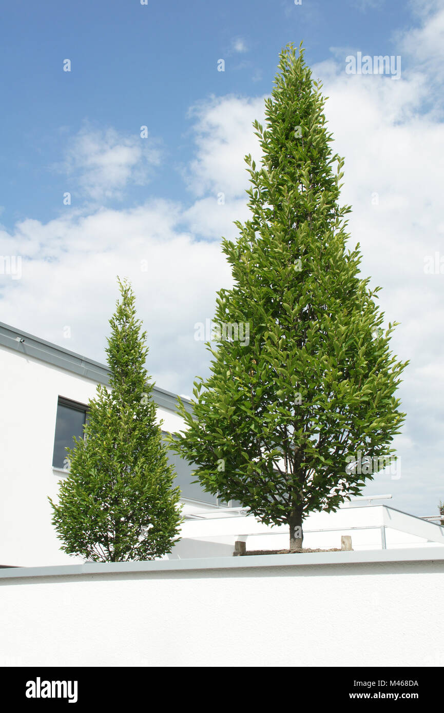 Carpinus betulus Fastigiata, Fastigiate Hornbeam Stock Photo