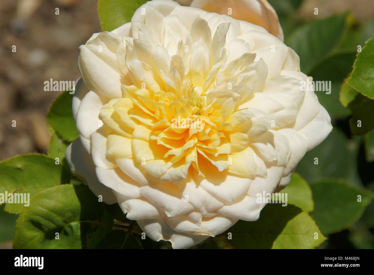 Rosa English Garden, English Rose, Shrub rose Stock Photo Alamy