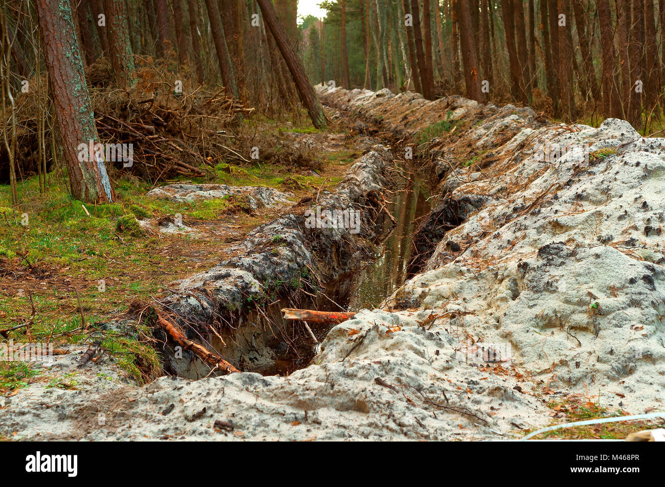 the trench in the pine forest, the groove for laying cable in the forest, the destruction of the environment Stock Photo
