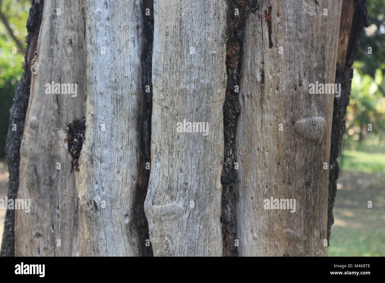 carcinia indica tree trunk in the park Stock Photo