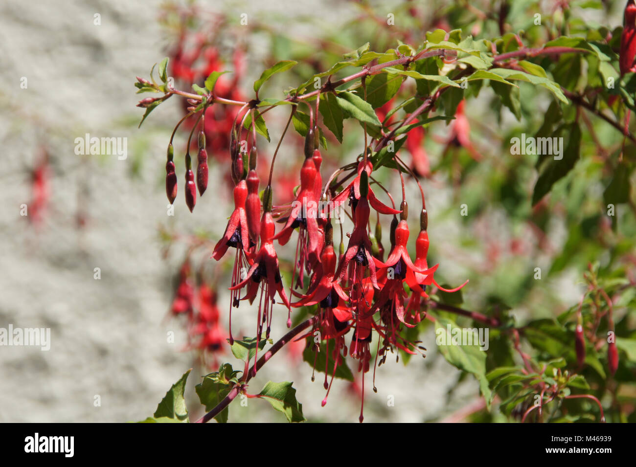 Fuchsia magellanica var. gracilis, Hardy fuchsia Stock Photo