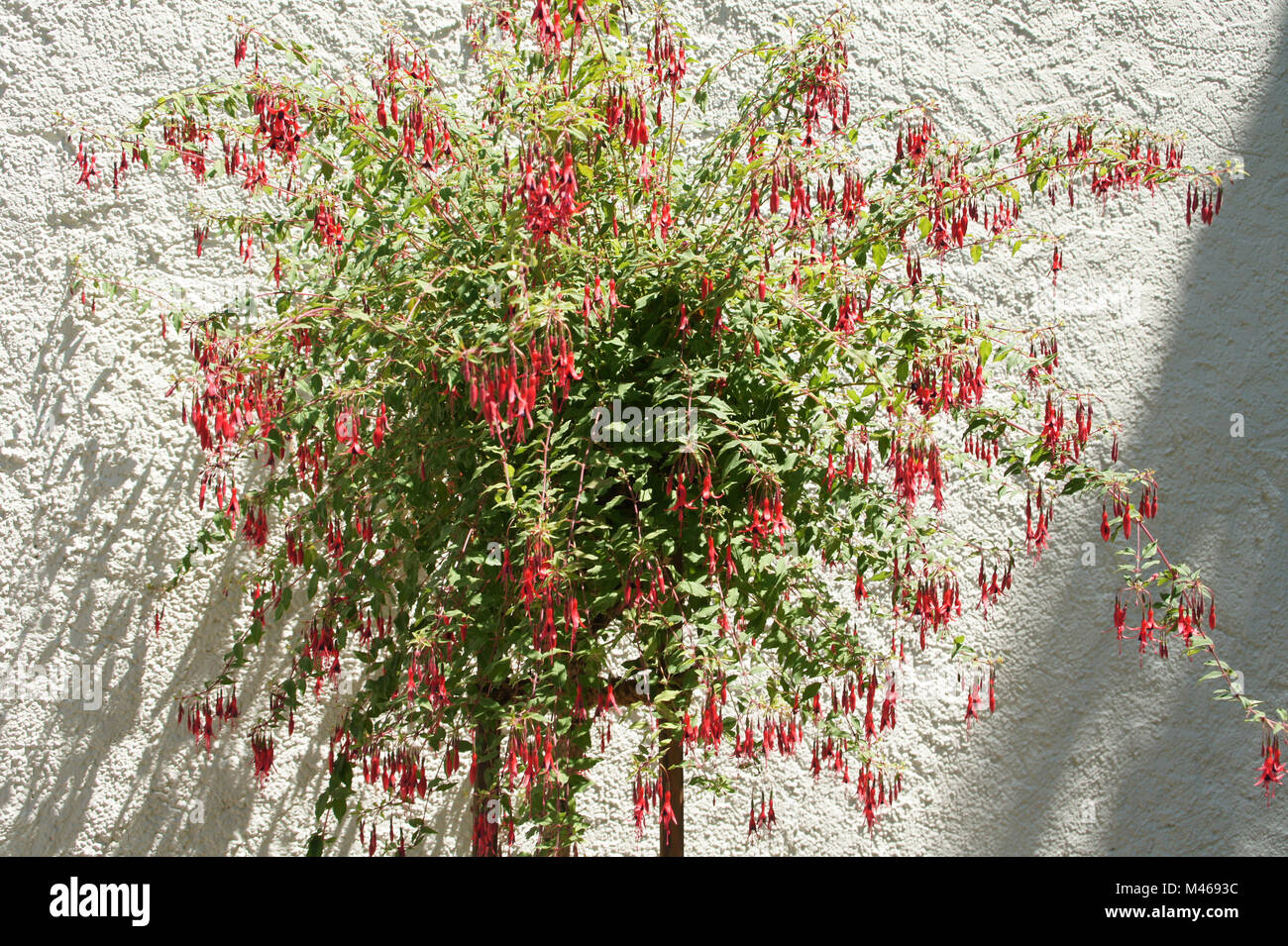 Fuchsia magellanica var. gracilis, Hardy fuchsia Stock Photo