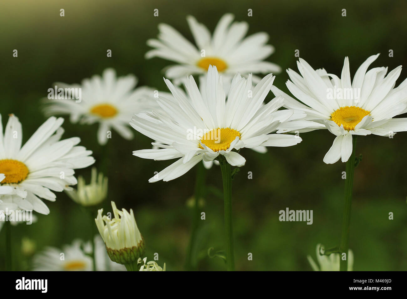 Beautiful white camomiles or daisies on a green meadow Stock Photo