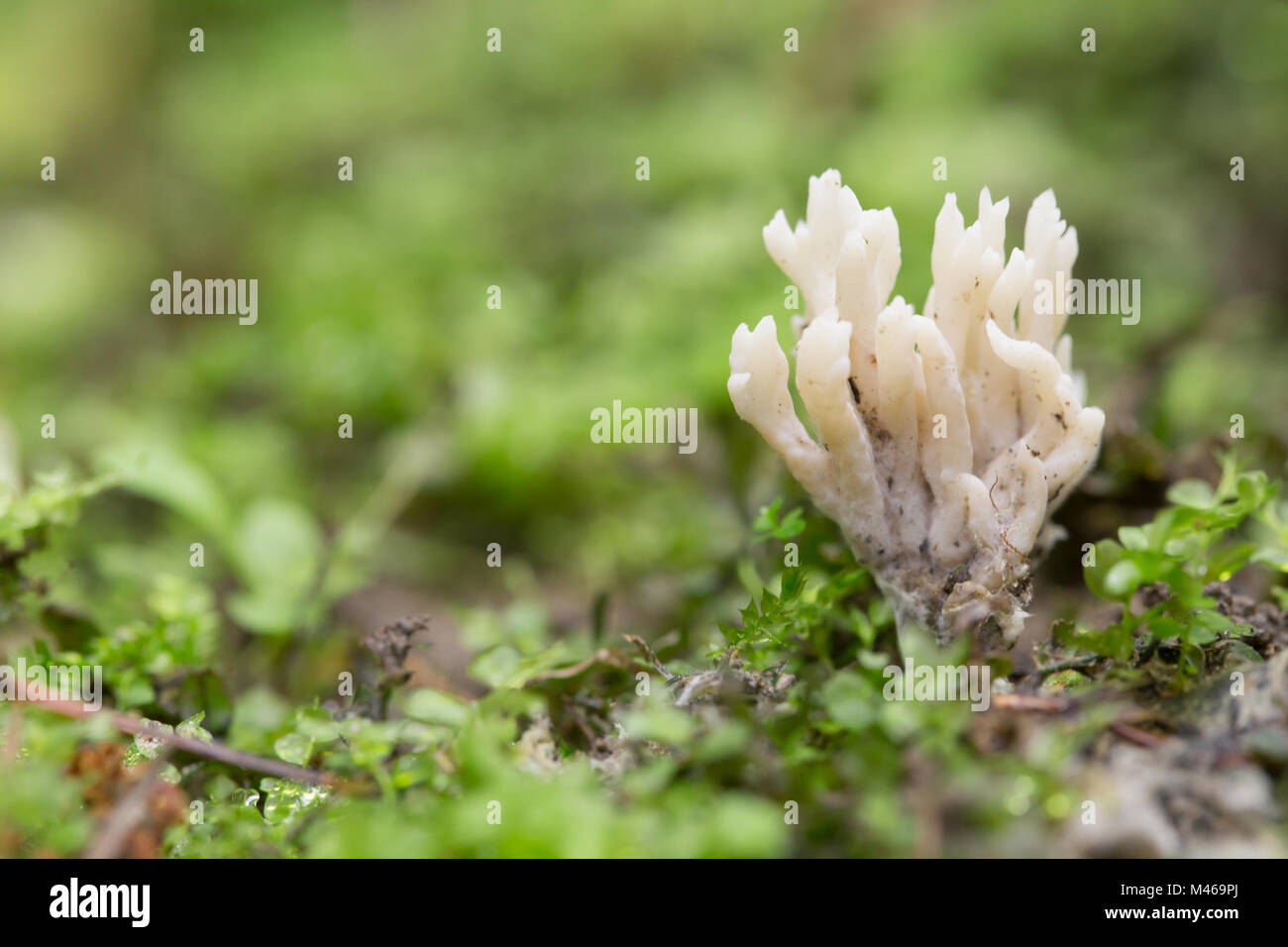 Wrinkled club fungus Stock Photo
