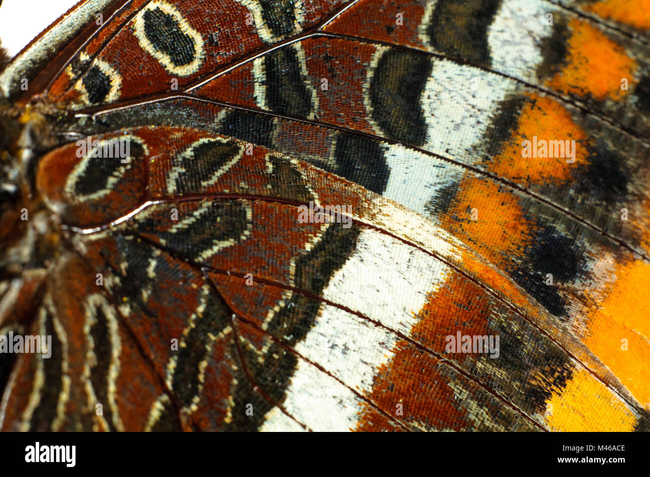 Butterfly in Flight. Charaxes jasius. Arbutus unedus. The ability of butterflies to fly free. Stock Photo