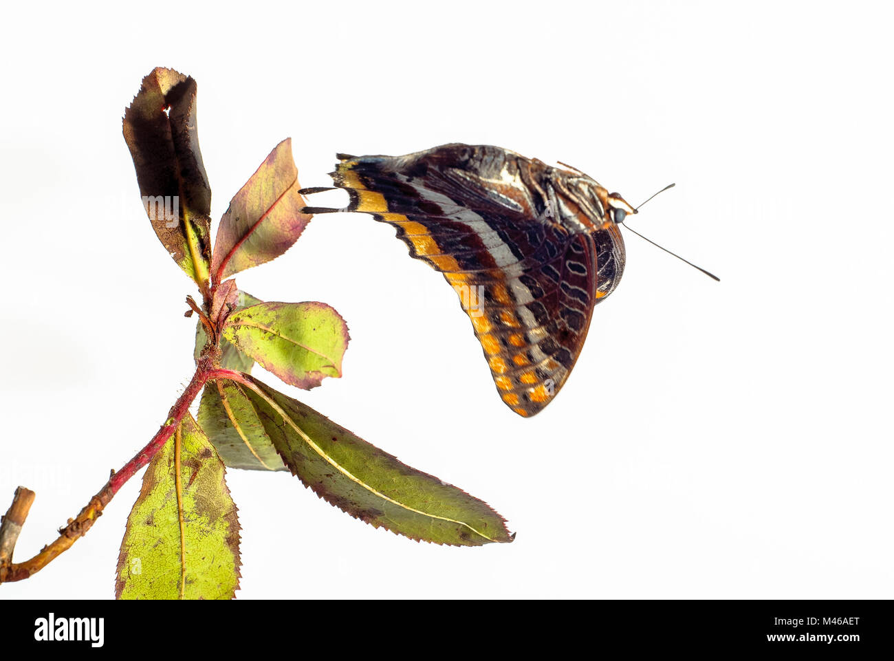 Butterfly in Flight. Charaxes jasius. Arbutus unedus. The ability of butterflies to fly free. Stock Photo