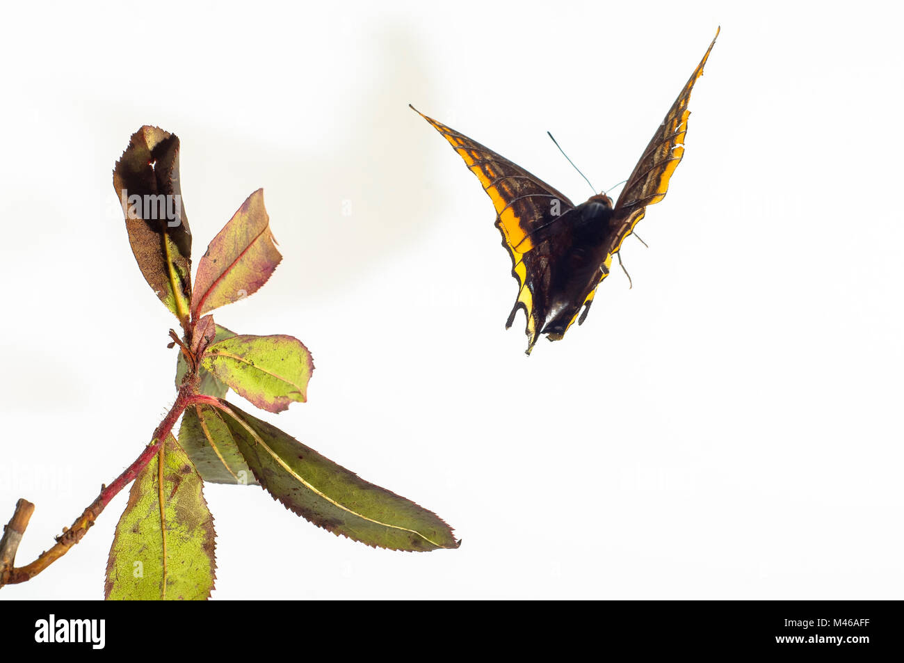 Butterfly in Flight. Charaxes jasius. Arbutus unedus. The ability of butterflies to fly free. Stock Photo