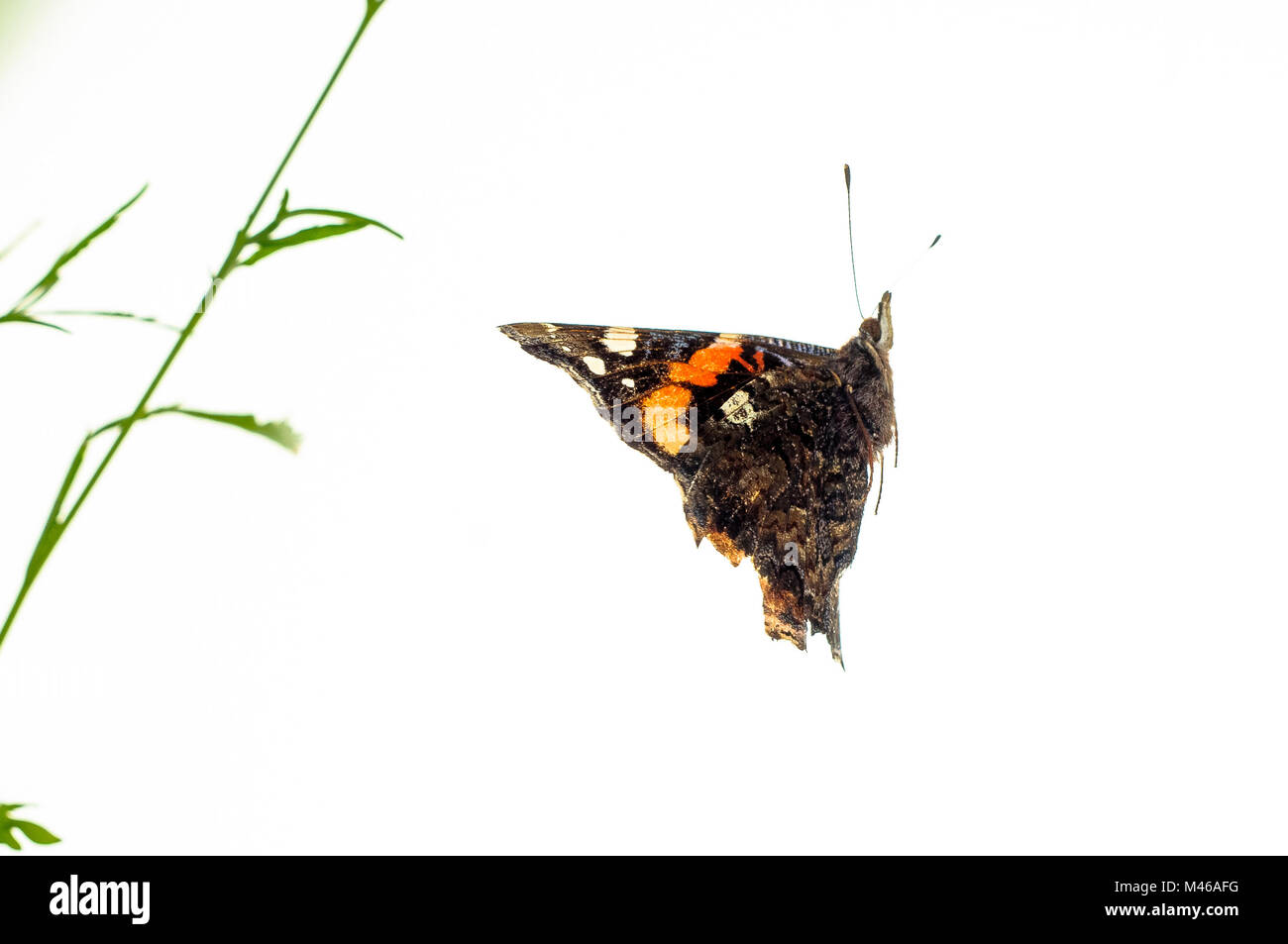 Butterfly in flight Stock Photo