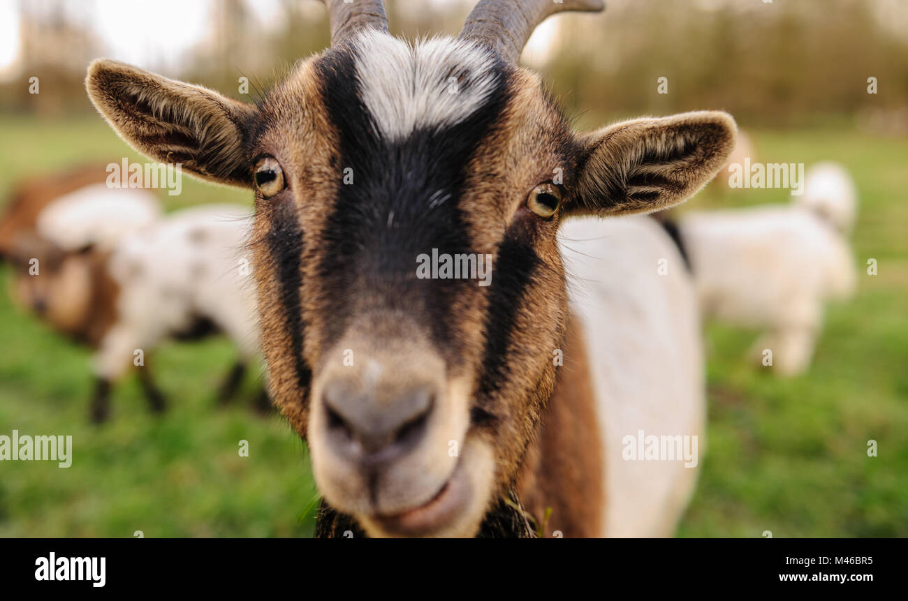 Close-up of a Goat Stock Photo