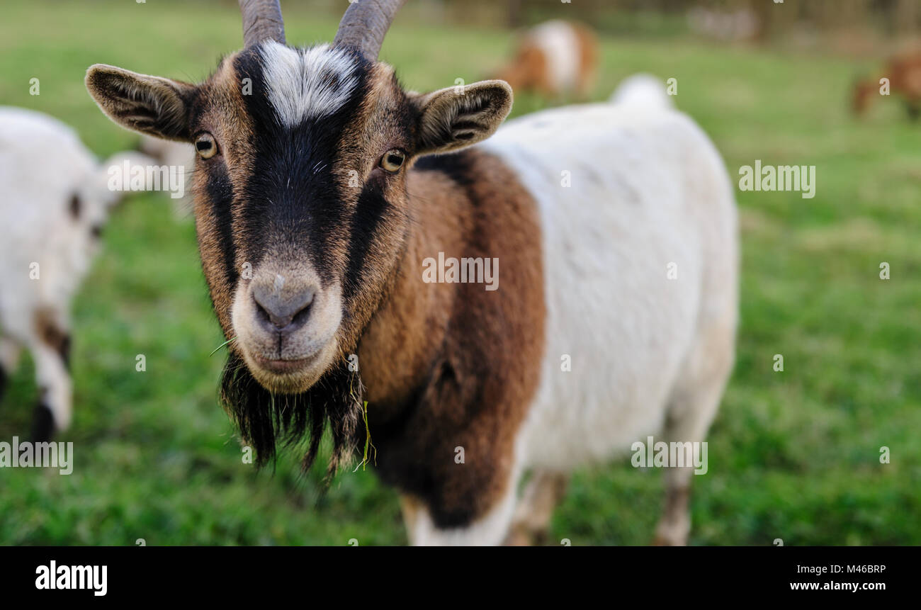 Close-up of a goat grazing in a field on a February Winter afternoon in the Flemish Ardennes in Belgium. Stock Photo