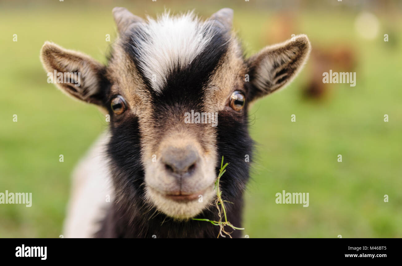 Close-up of a young Goat, with a leave of grass in its mouth. Winter shot from the Flemish Ardennes, in the Southern Region of East-Flanders, Belgium Stock Photo