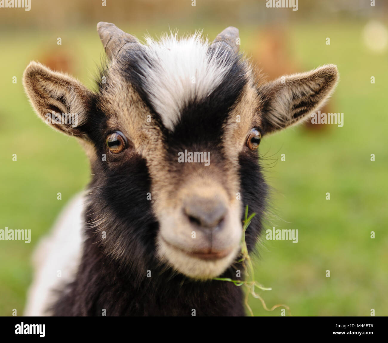 Close-up of a young Goat, with a leave of grass in its mouth. Winter shot from the Flemish Ardennes, in the Southern Region of East-Flanders, Belgium Stock Photo