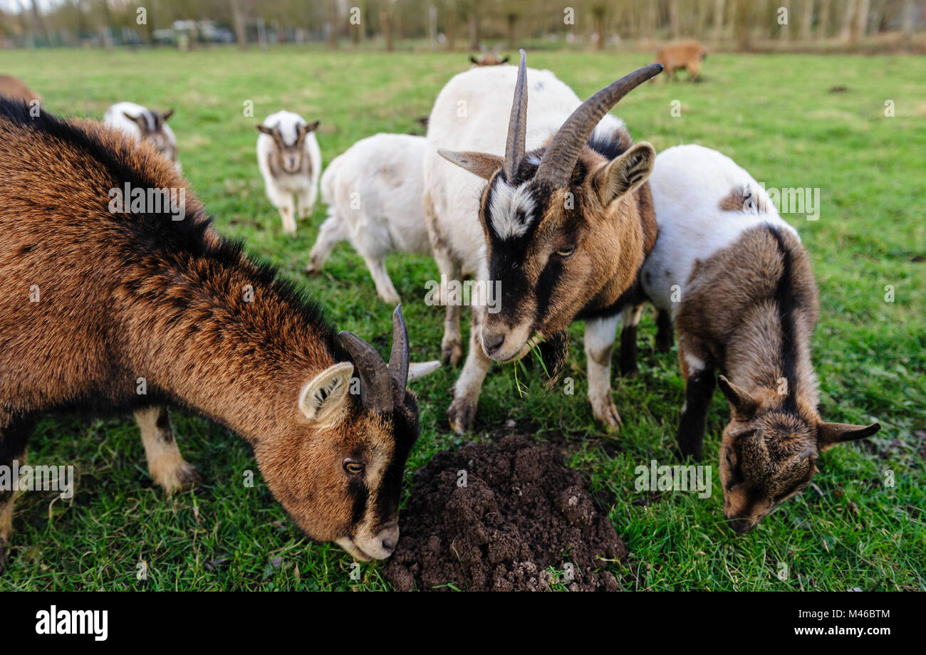 A group of small Goats grazing in a field on a February Winter afternoon in the Flemish Ardennes in Belgium. Stock Photo