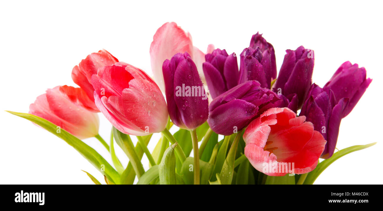 Purple and pink tulips bouquet isolated on white Stock Photo - Alamy
