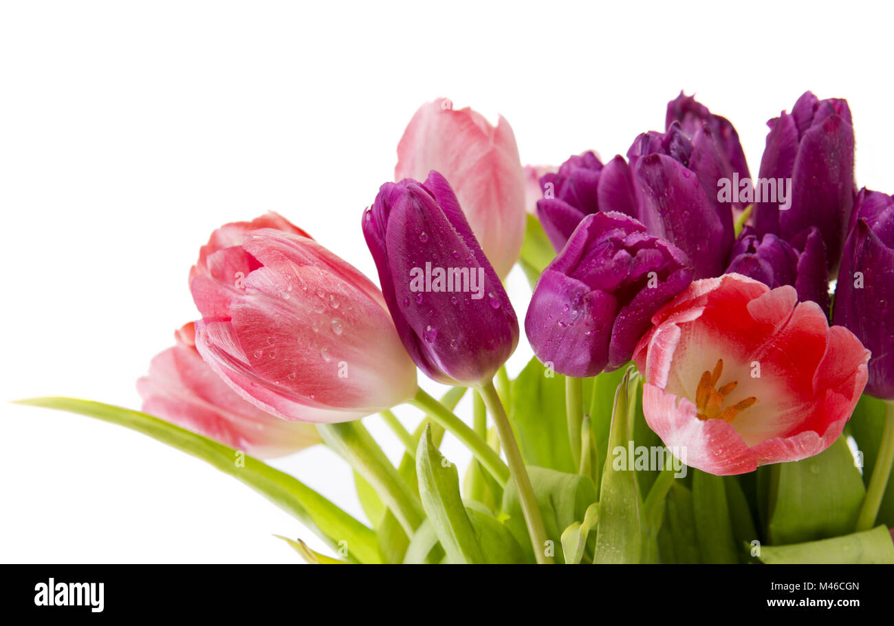 Purple and pink tulips bouquet isolated on white Stock Photo - Alamy
