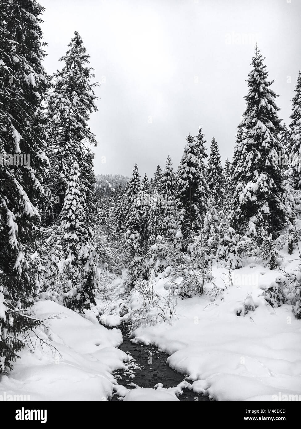 Winter landscape with river and snow covered pine trees in forest Stock ...