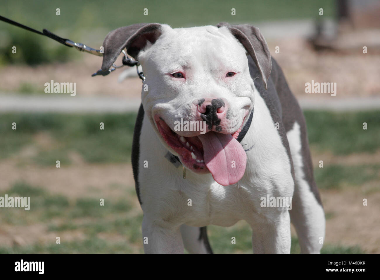 Happy pitbull on a leash getting ready to play Stock Photo