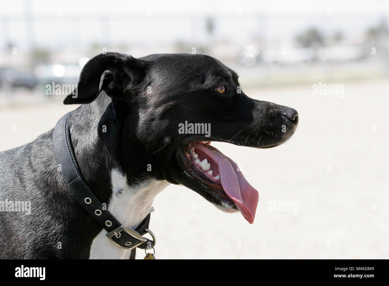 Profile of a black dog playing at the park Stock Photo