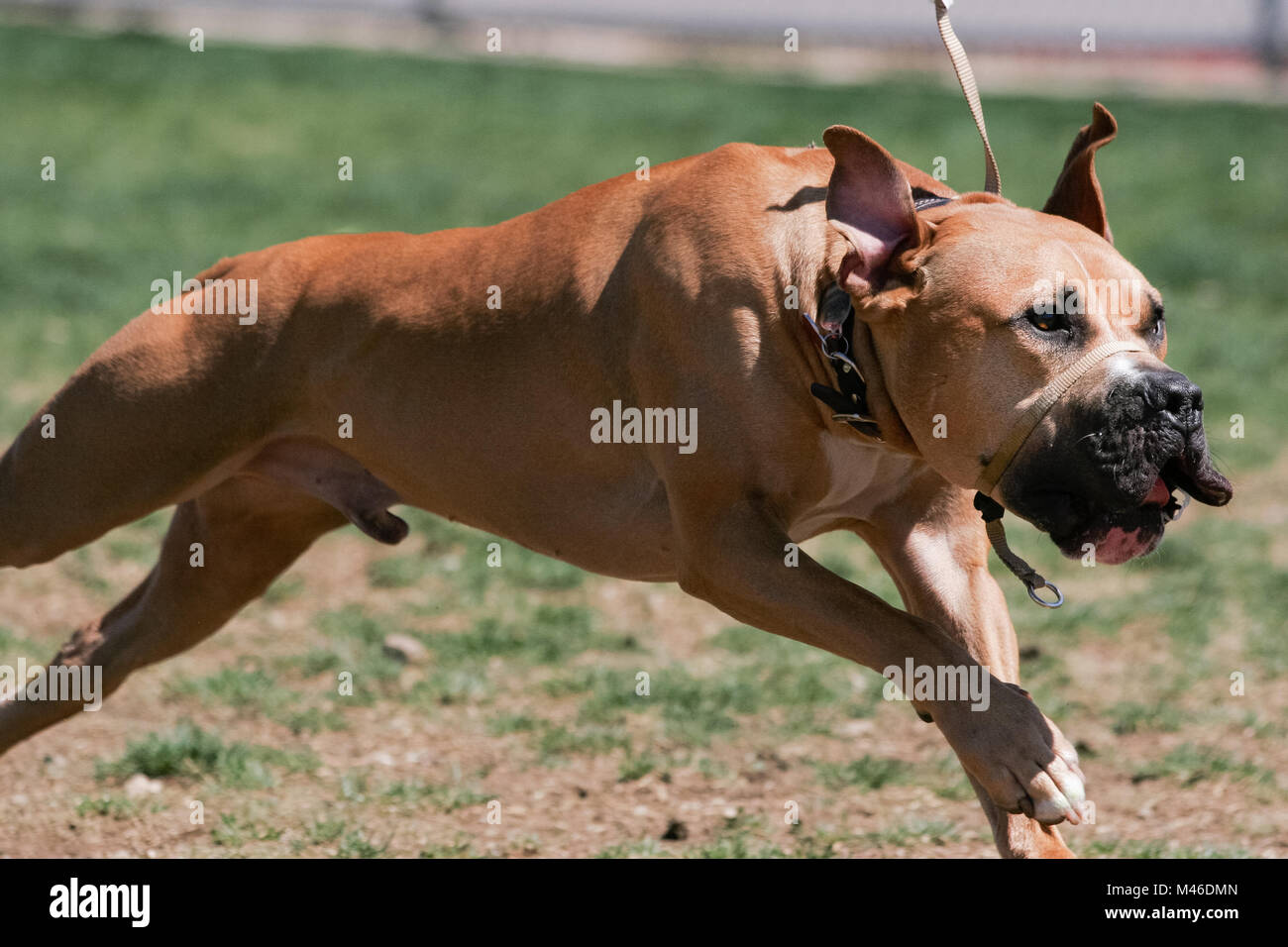 Dog with a nose collar on running and playing at the park Stock Photo