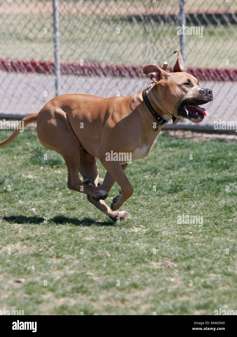 Close up of a dog running through the park Stock Photo