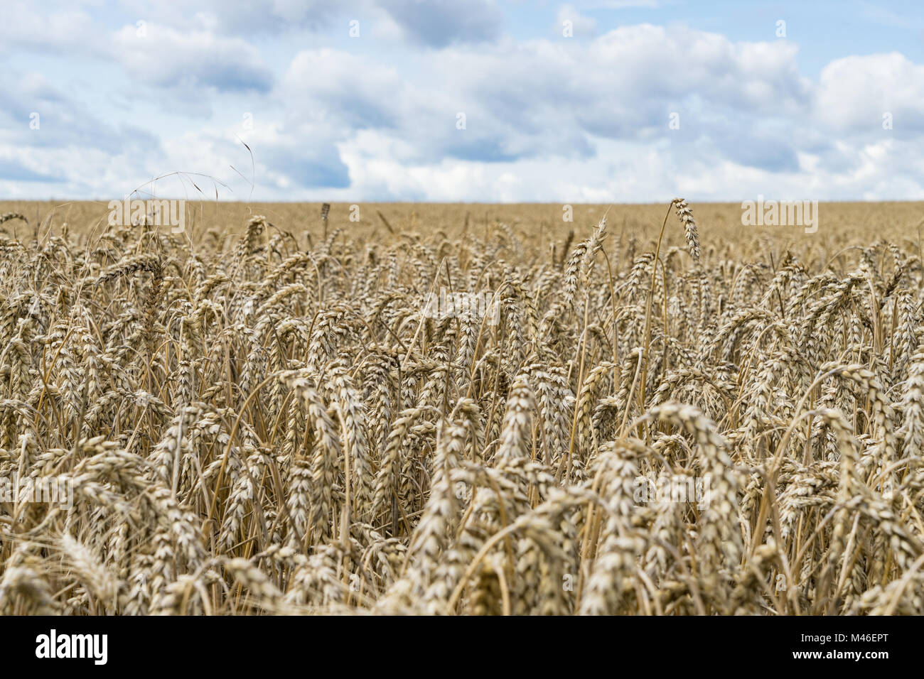 Close up of a field of crops and blue sky during the summer time as a background for farming Stock Photo