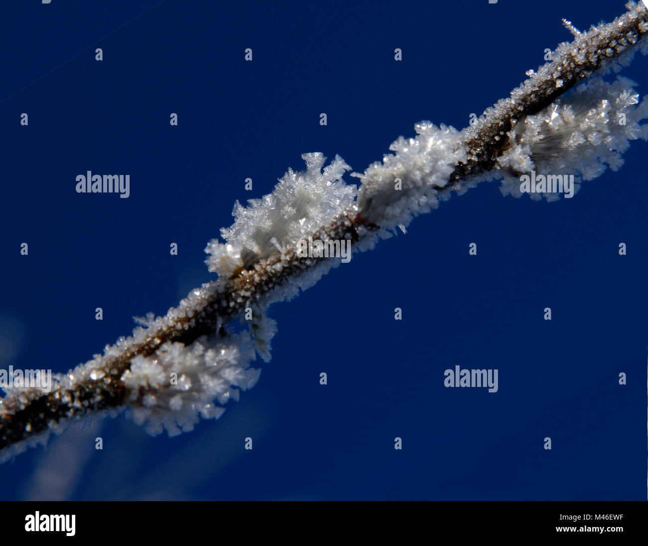 ice crystals on willow catkin Stock Photo