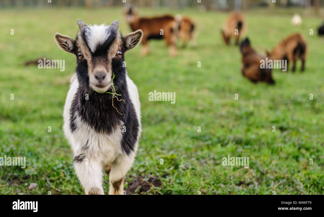 Close-up of a Goat carrying a leaf of grass Stock Photo