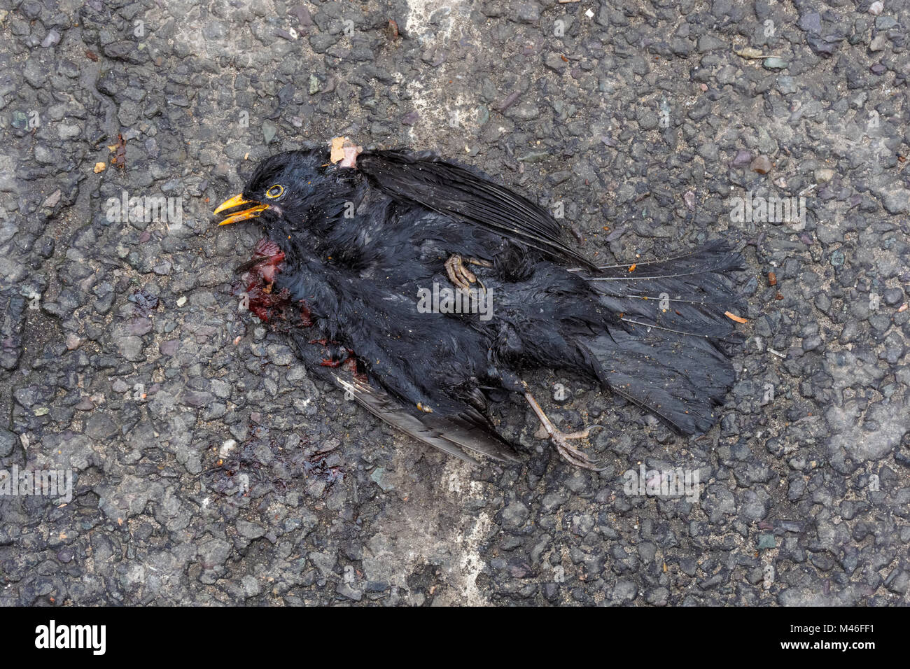 Dead common blackbird on a street, London England United Kingdom UK Stock Photo