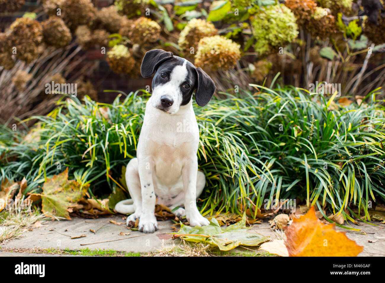 Cute mixed breed puppy in the grass Stock Photo - Alamy