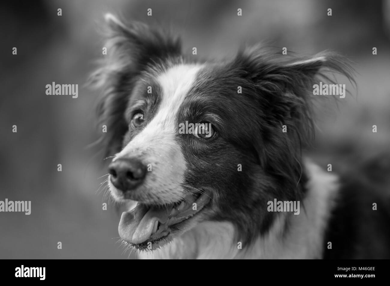 Mist, the Border Collie Stock Photo
