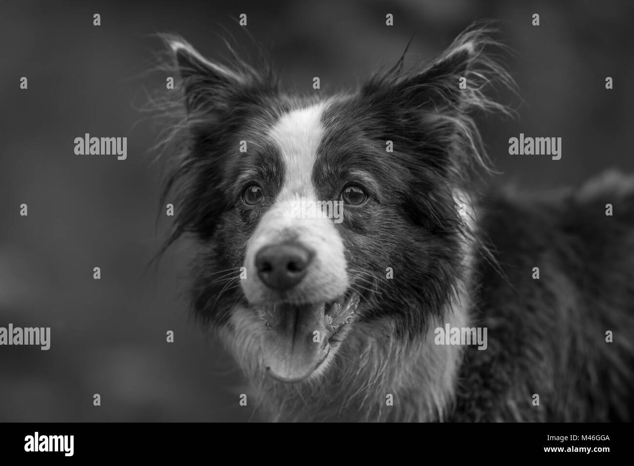 Mist, the Border Collie Stock Photo