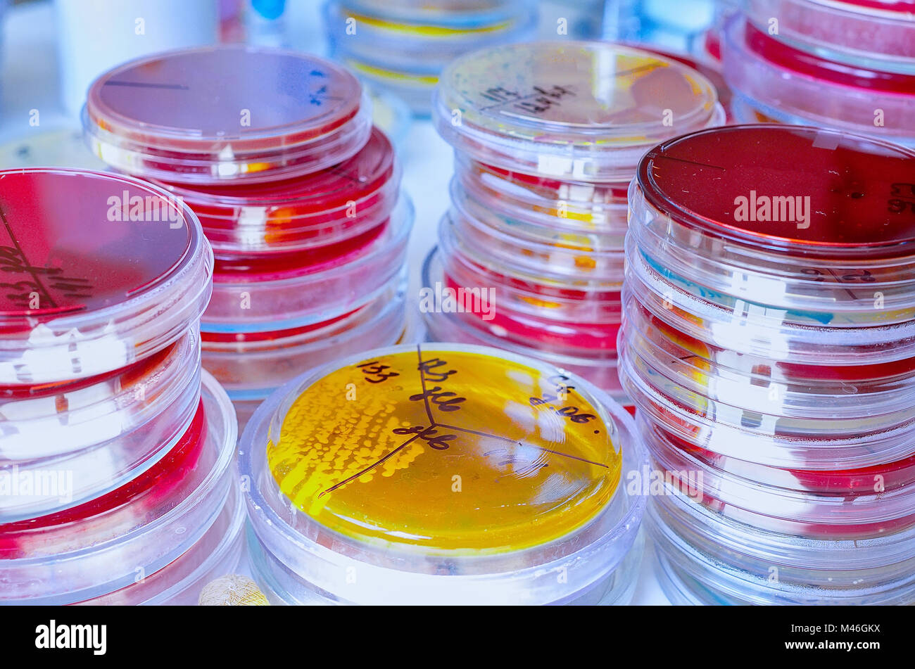 Petri dish. Microbiological laboratory. Mold and fungal cultures. Bacterial research Stock Photo