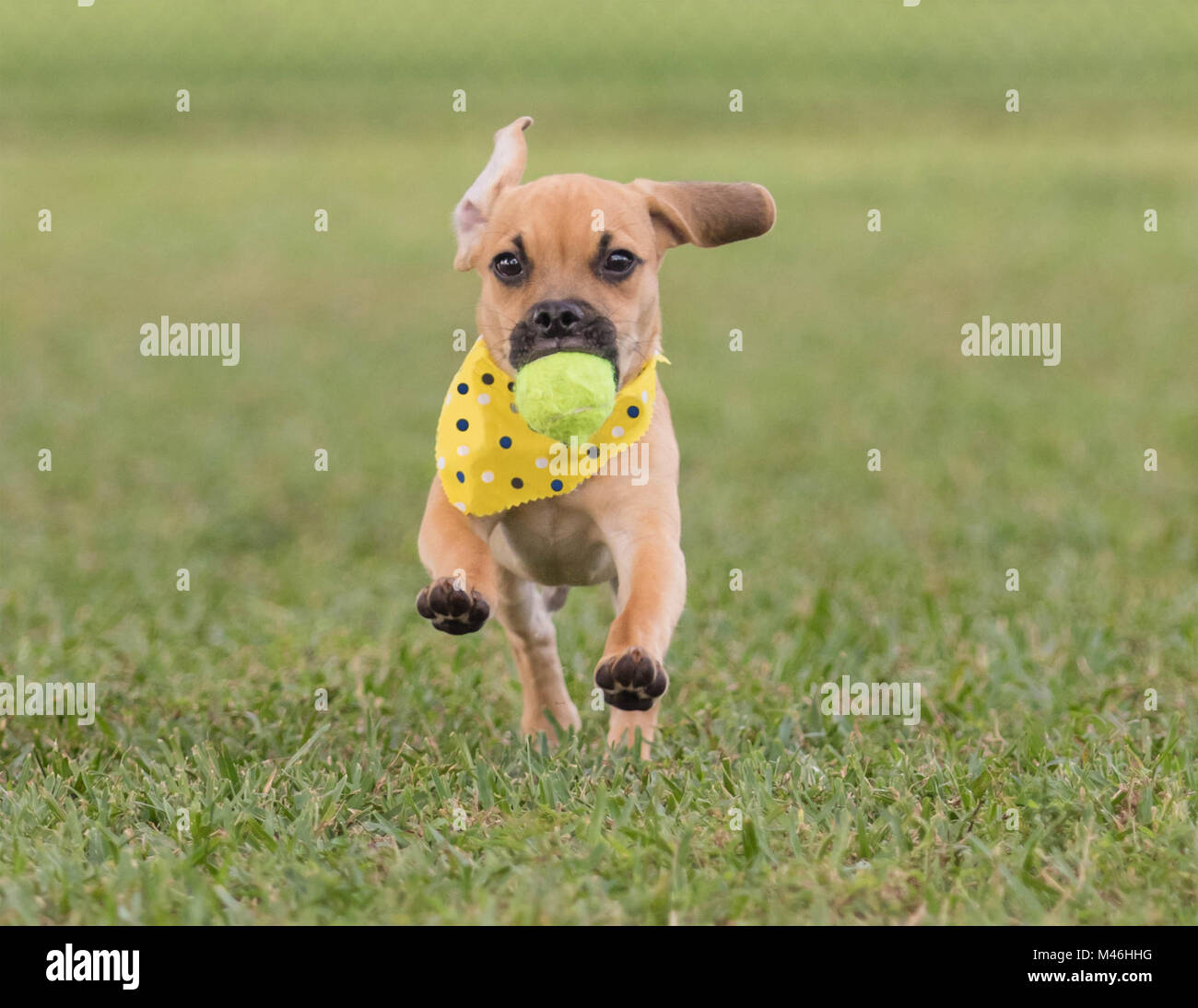 Cute puppy running on grass toward camera with ball in mouth wearing polka dot bandana Stock Photo