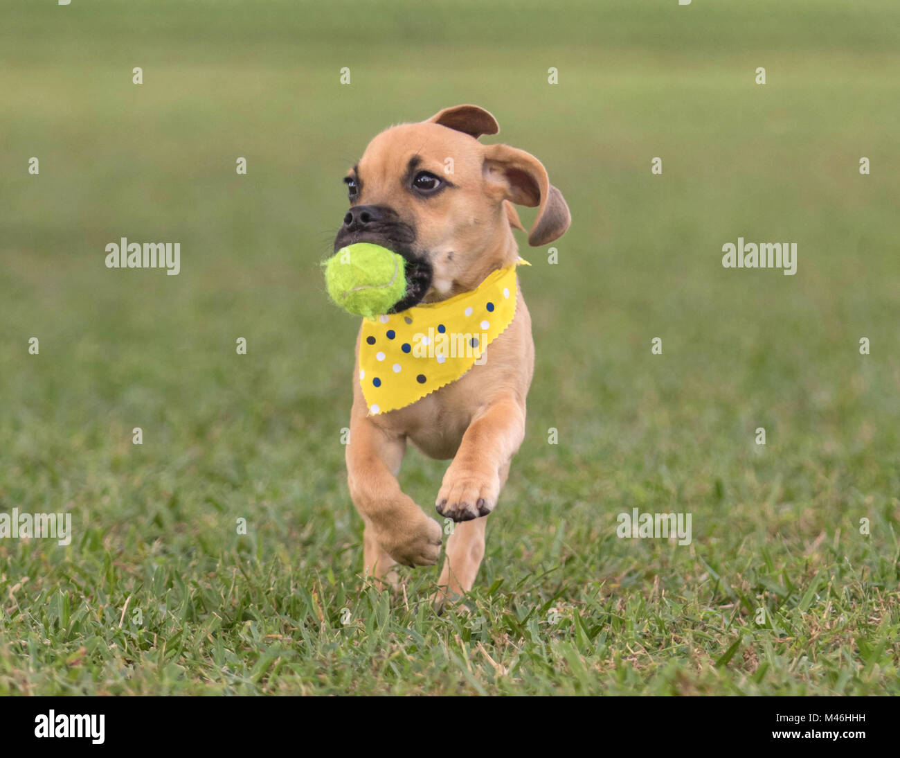 Adorable puppy runing on grass toward camera with ball in mouth Stock Photo