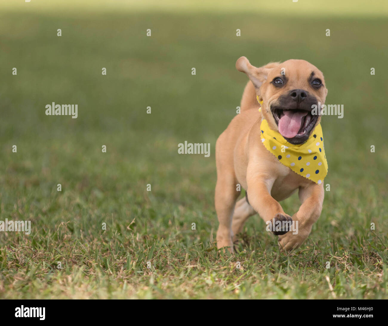 Adorable puppy running on grass toward camera wearing polka dot bandana Stock Photo