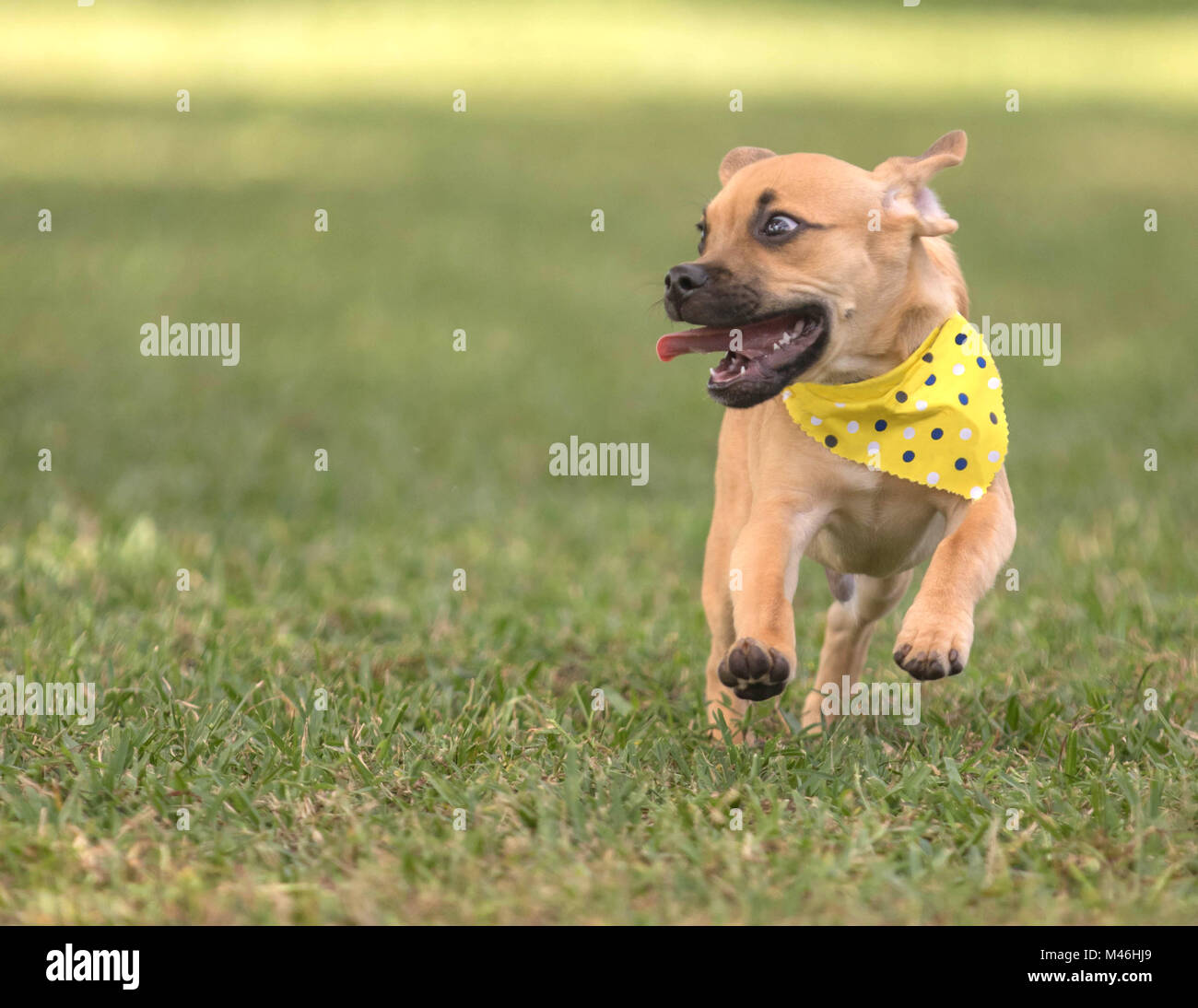 Cute puppy running toward camera on grass wearing polka dot bandana Stock Photo