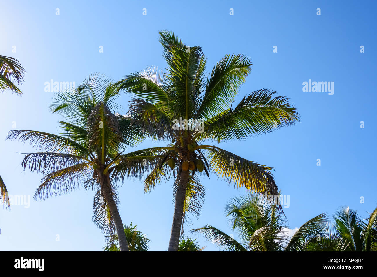 Palm trees with coconuts on a blue sky background. Roatan, Honduras