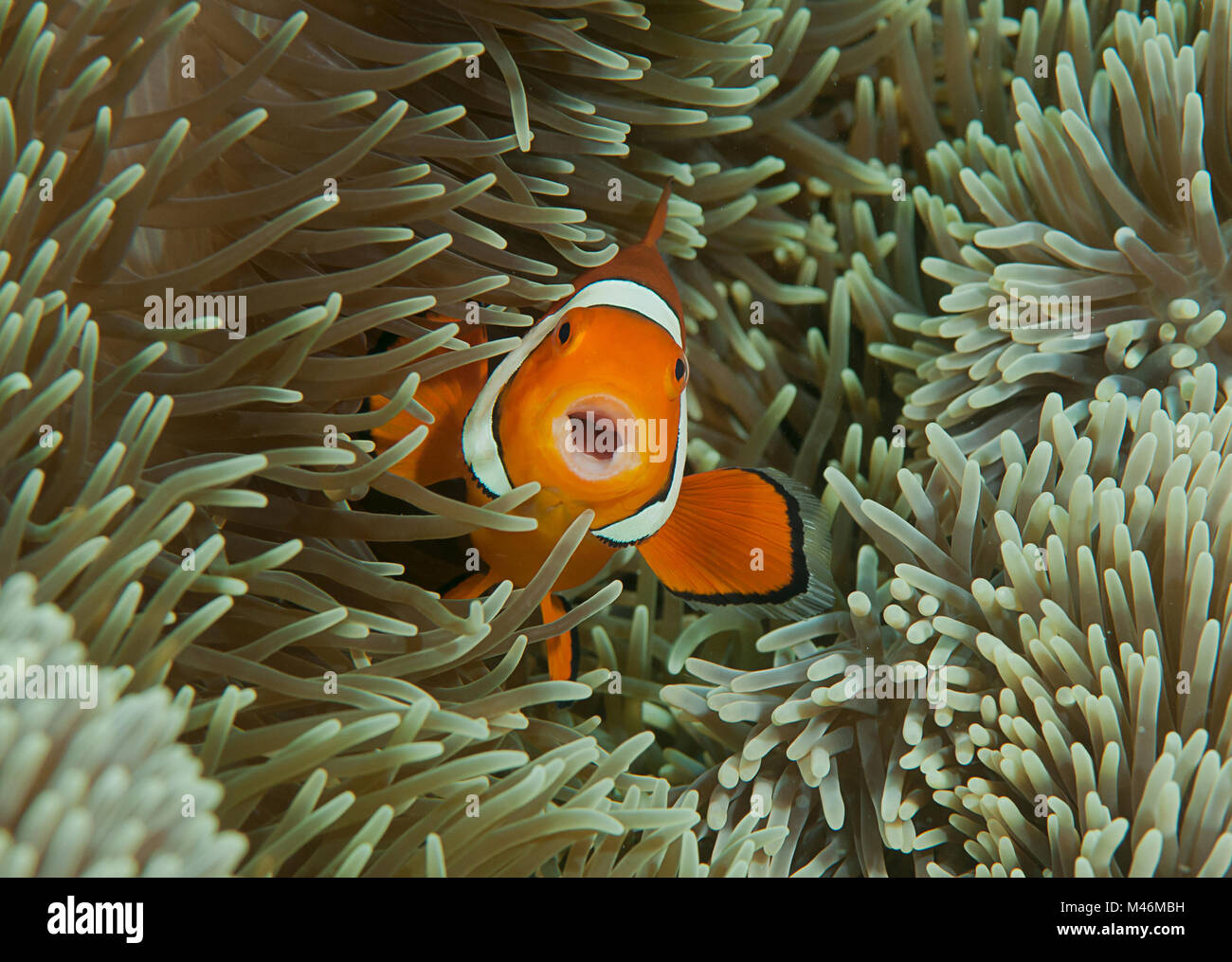 Singing ocellaris clownfish ( Aphiprion ocellaris ) or false clown anemonefish shelters itself among the venomous tentacles of magnificent sea anemone Stock Photo