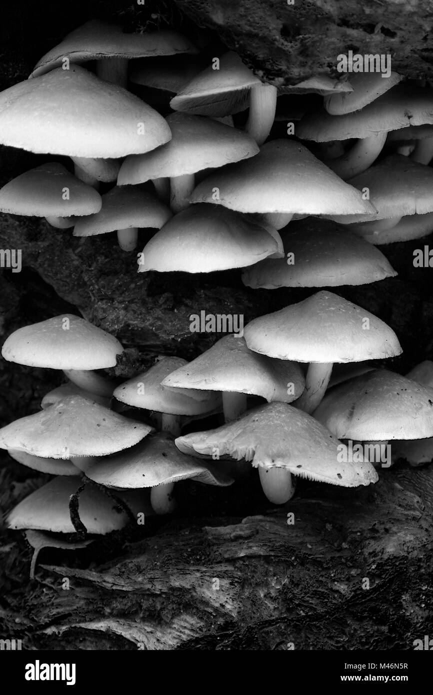 Sulphur Tuft mushrooms, (Hypholoma fasciculare) Holme Fen SSSI nature reserve, Cambridgeshire, England, UK Stock Photo