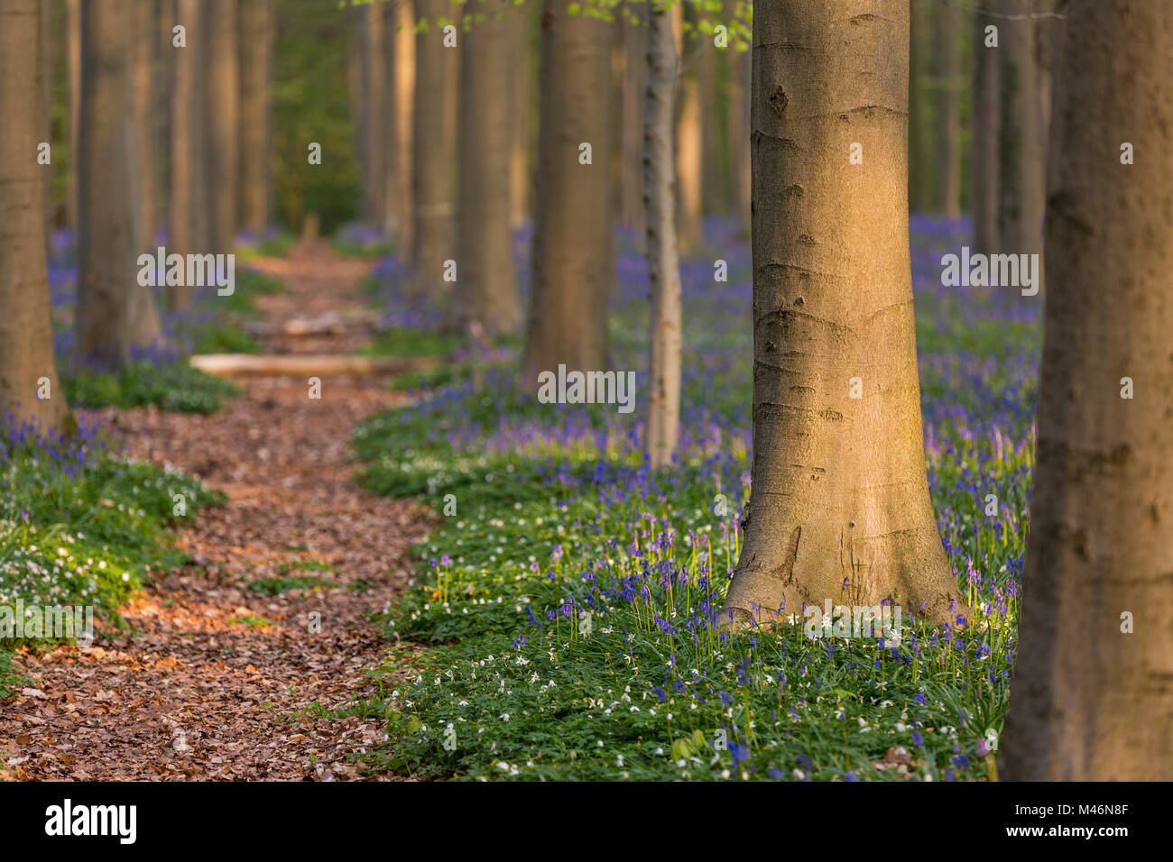 Touristic pathway into the Halle Forest, Halle, Bruxelles, Flemish Brabant, Flanders, Belgium Stock Photo