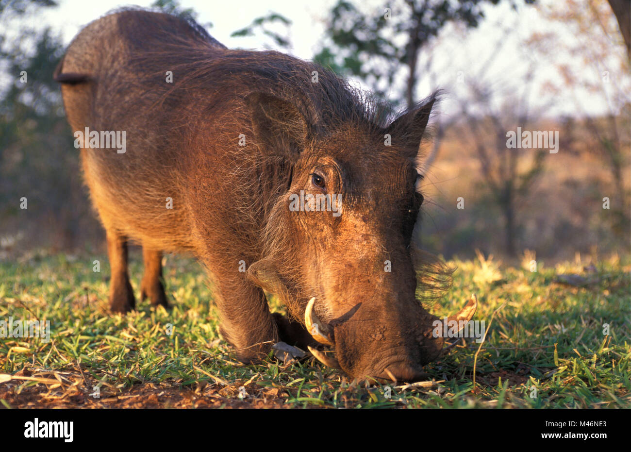 Zimbabwe. Near Victoria Falls. Warthog. Stock Photo