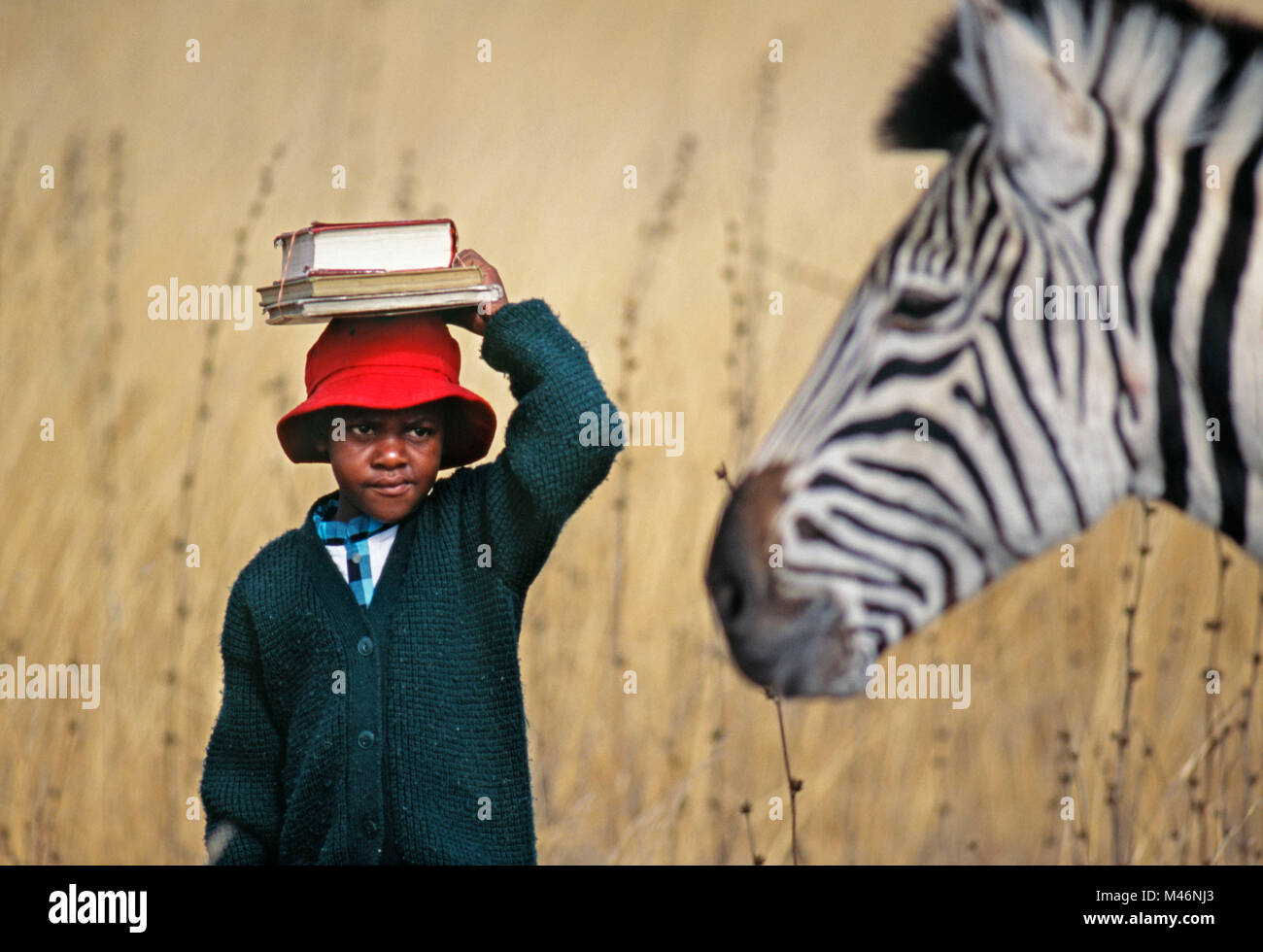 Zimbabwe. Near Harare. Girl going to school. Carrying books on head. Meeting zebra. Stock Photo