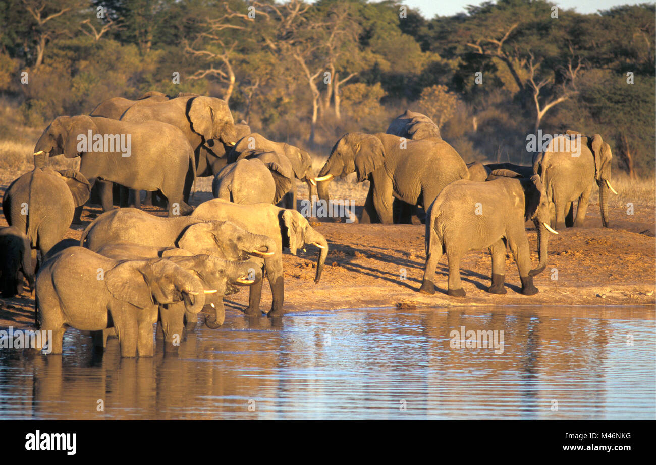 Hwange National Park Hi res Stock Photography And Images Alamy hwange-national-park-hi-res-stock-photography-and-images-alamy